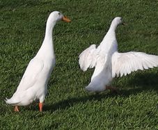 Runner Ducks