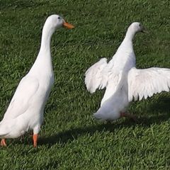 Runner Ducks