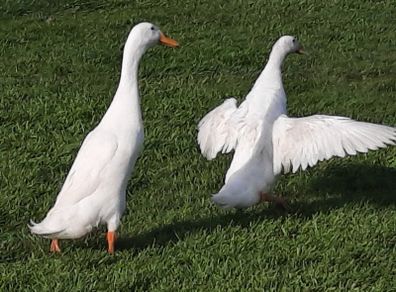 Runner Ducks