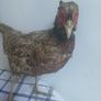 Taxidermy Common Cock Pheasant Image 4
