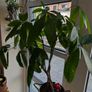Money Tree - 63cm tall Image 3