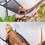 Reptile hammock Image 3