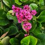 Herbaceous Perennials in 3 litre just  7.50 euro Image 2