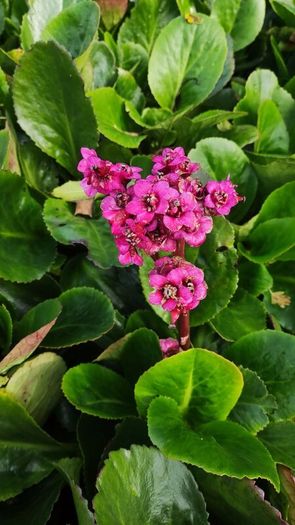 Herbaceous Perennials in 3 litre just  7.50 euro