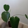 Monstera Image 4