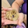 ducklings Image 2