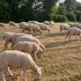 Organic hoggets ch x Image 4