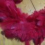 fur Image 2