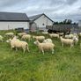 Hoggets Image 6