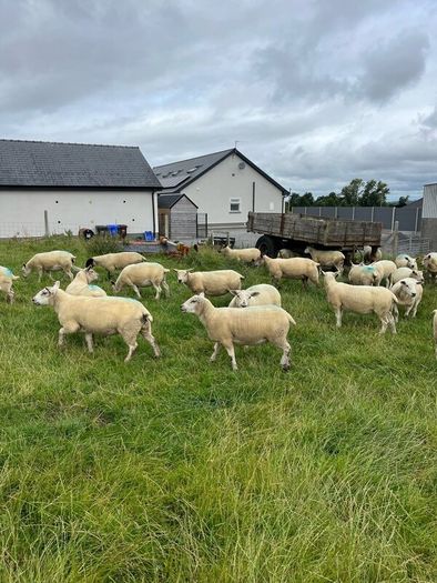 Hoggets