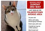 lost cat