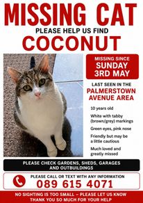 lost cat