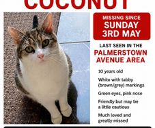 lost cat