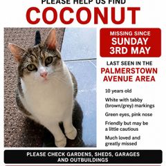 lost cat