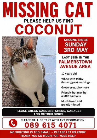 lost cat