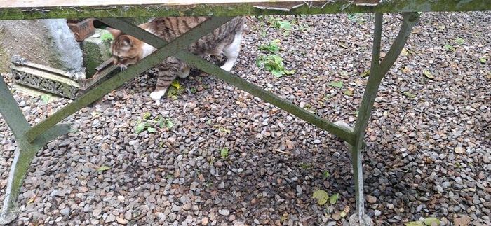 Garden Bench