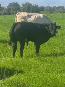 Organic bulls portumna mart
