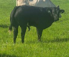 Organic bulls portumna mart