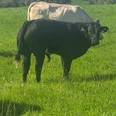 Organic bulls portumna mart