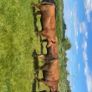 Pedigree Angus bulls and heifers Image 8