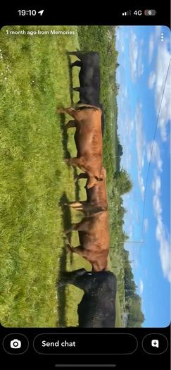 Pedigree Angus bulls and heifers