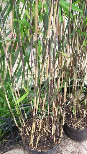Bamboo fargesia Volcano