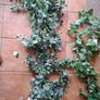 Artificial Flowers Bundle Image 6