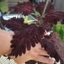 large indoor plant and pot Image 5
