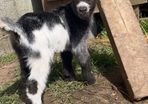 Miniature Female Pygmy Goat