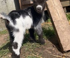 Miniature Female Pygmy Goat