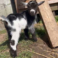 Miniature Female Pygmy Goat