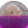 King William IIII Farthing Coin 1835 Image 6
