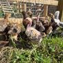 hens Image 2