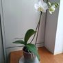 White Phalaenopsis Orchid - Healthy & Blooming Image 3