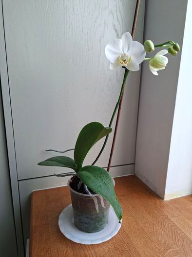 White Phalaenopsis Orchid - Healthy & Blooming