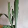 Sansevieria 'Sayuri' plant in white ceramic pot Image 6