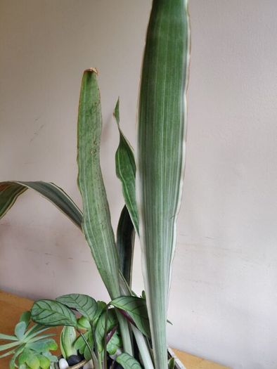 Sansevieria 'Sayuri' plant in white ceramic pot