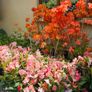 Tall Rhododendron Plants Image 2