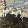 Easycare sheep Image 7