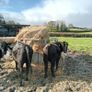7 angus X bullocks for sale Image 4