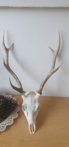 Sika stag antlers skull