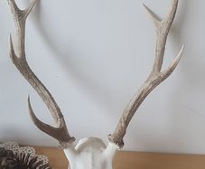 Sika stag antlers skull