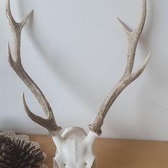 Sika stag antlers skull