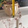 Trailing "String of hearts" real plant Image 5