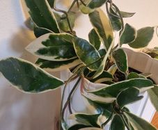 hoya flowers