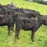 40 Super Aberdeen Angus Heifers Image 4
