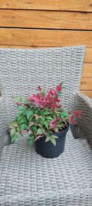 Nandina Domestica Obsessed plant