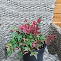 Nandina Domestica Obsessed plant