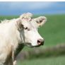 Bostonia Livestock Breeding Females Image 4