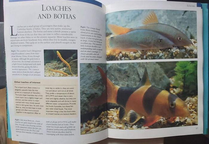 Tropical Fish and Aquarium Books